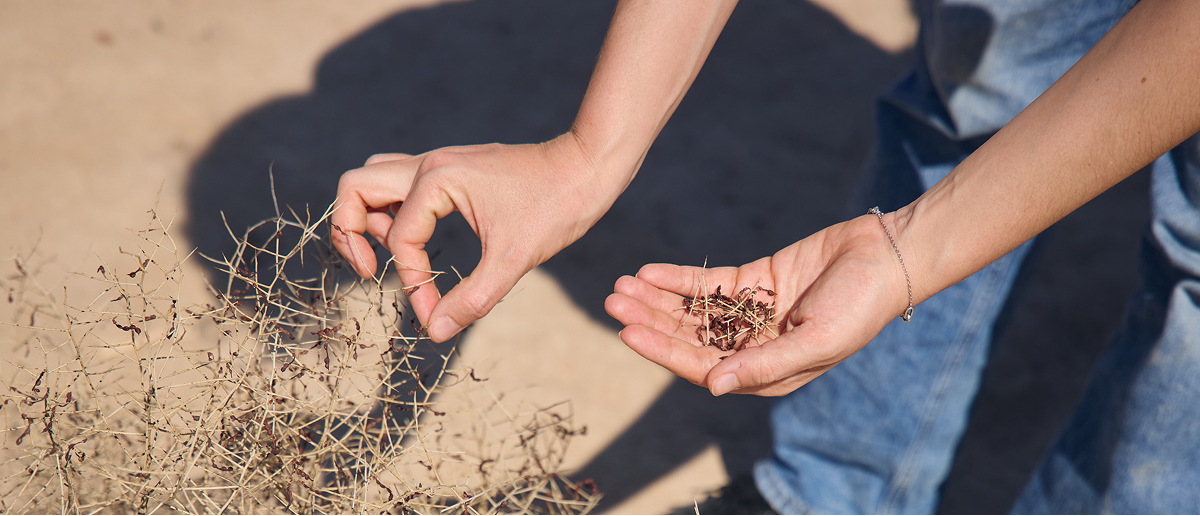 aralasiw